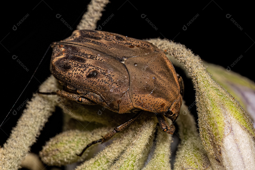 Escaravelho de flor adulta do gênero Hoplopyga