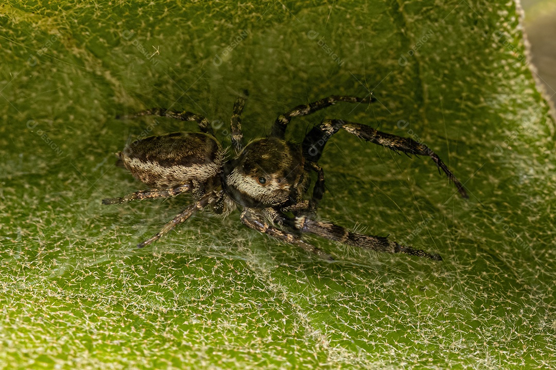 Aranha saltadora macho adulto da subtribo dendryphantina