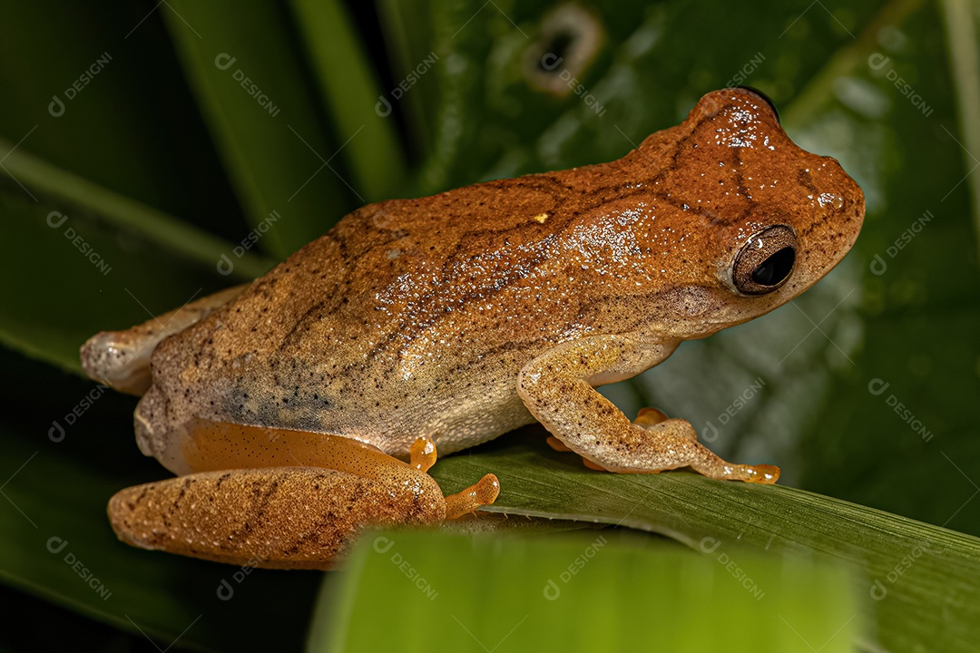 Pequena perereca do gênero Dendropsophus