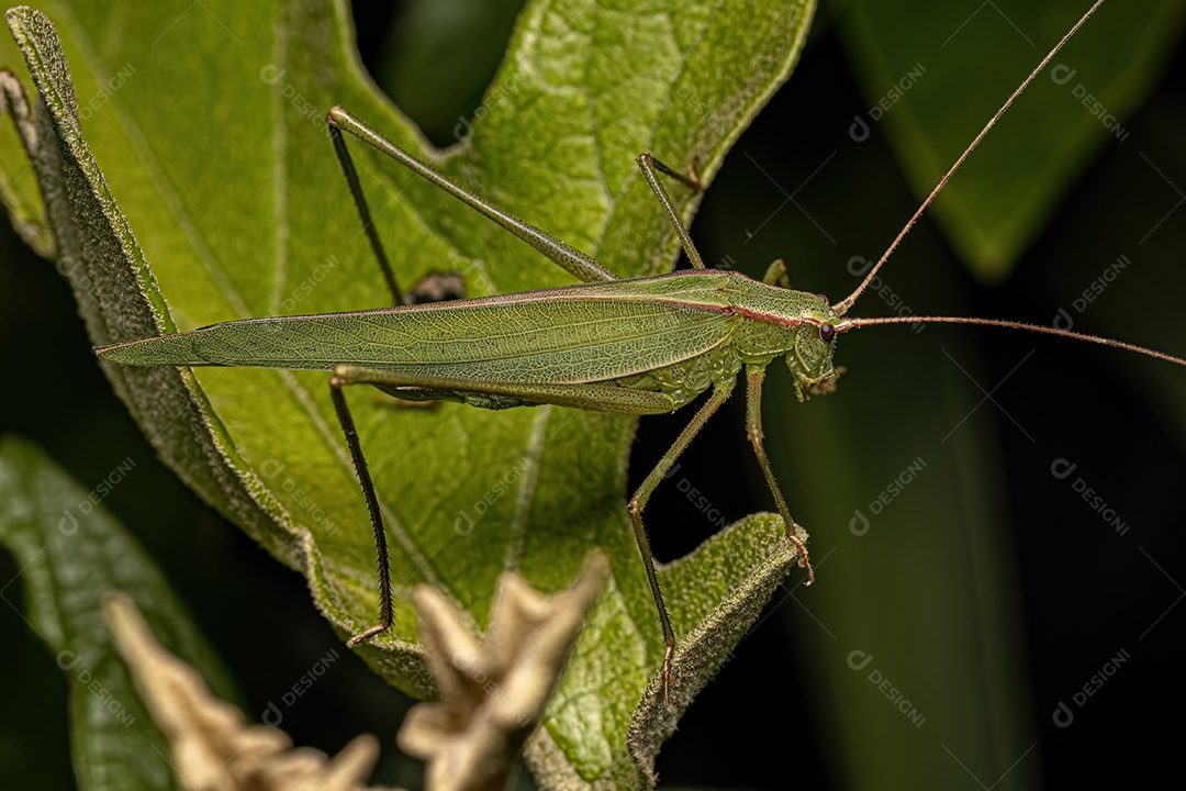 Faneropterina Katydid adulta da tribo Aniarellini