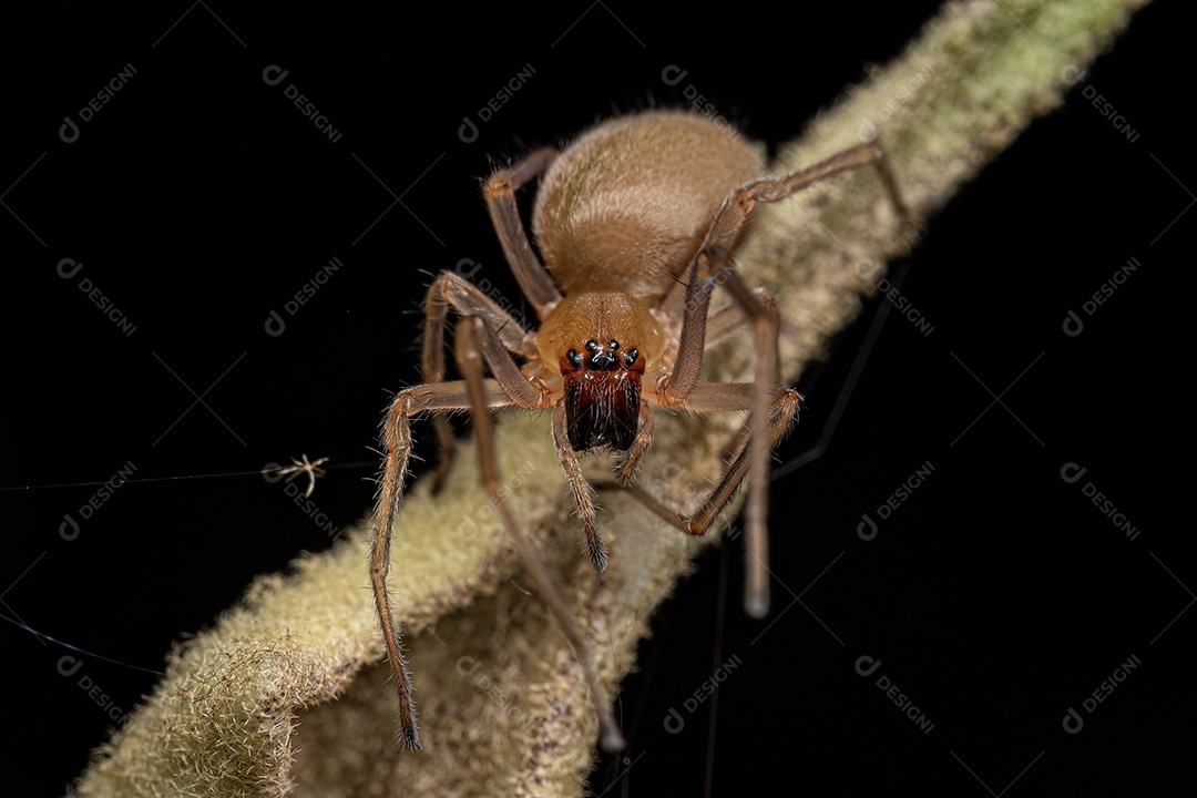 Aranha de saco de pernas longas fêmea adulta do gênero Cheiracanthium