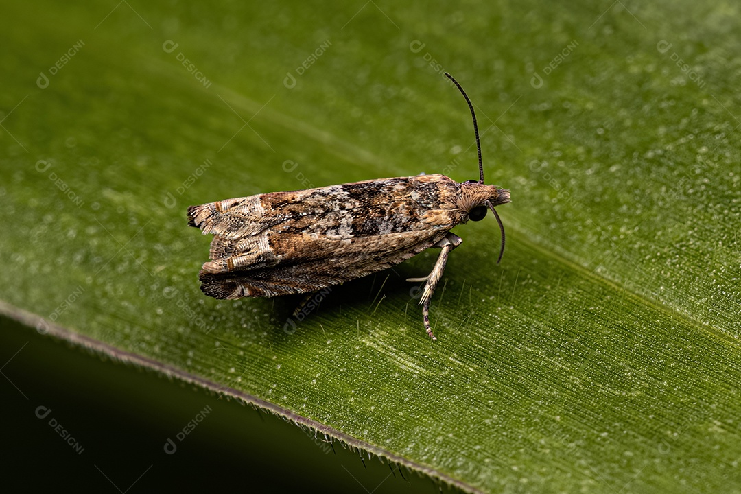 Mariposa enroladora de folhas tortricida adulta da família Tortricidae