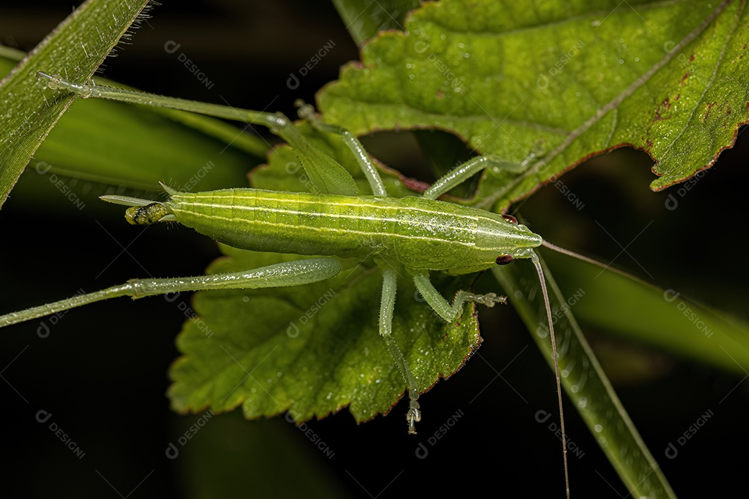 Faneropterina Katydid adulta da tribo Aniarellini