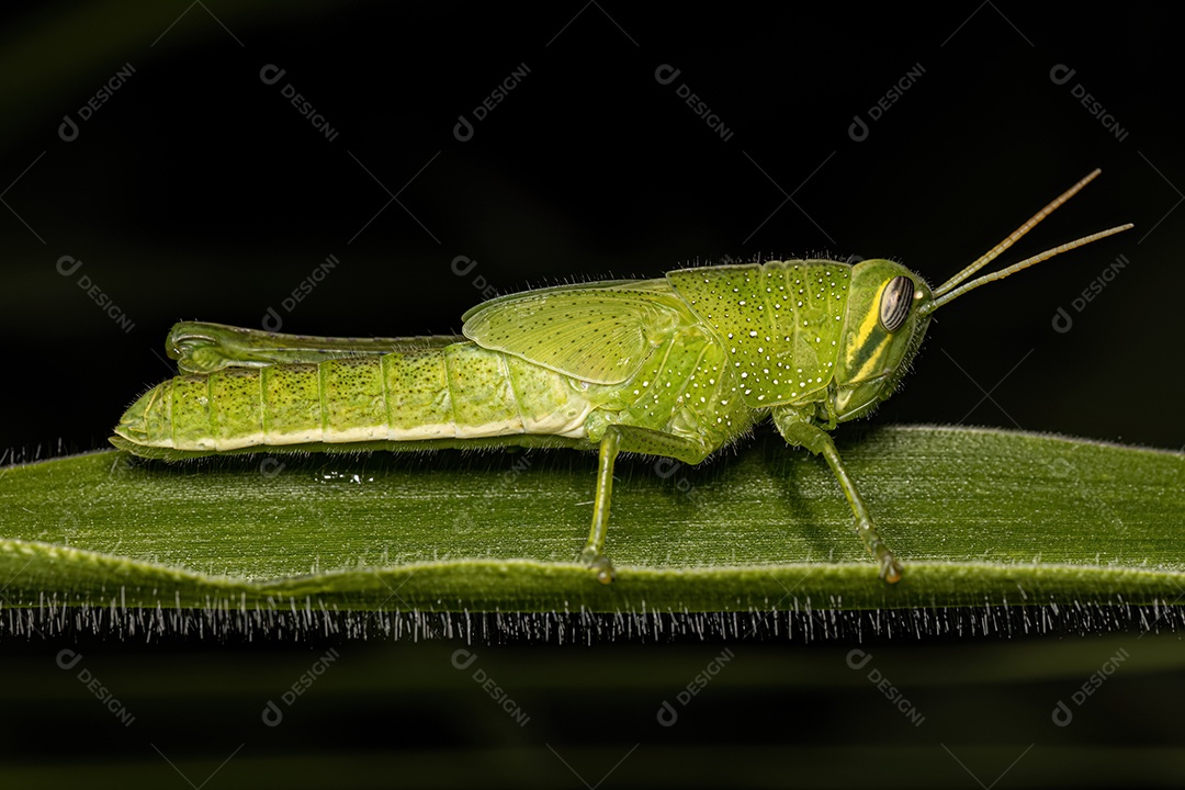 Pássaro Gafanhoto Ninfa da espécie Schistocerca pallens
