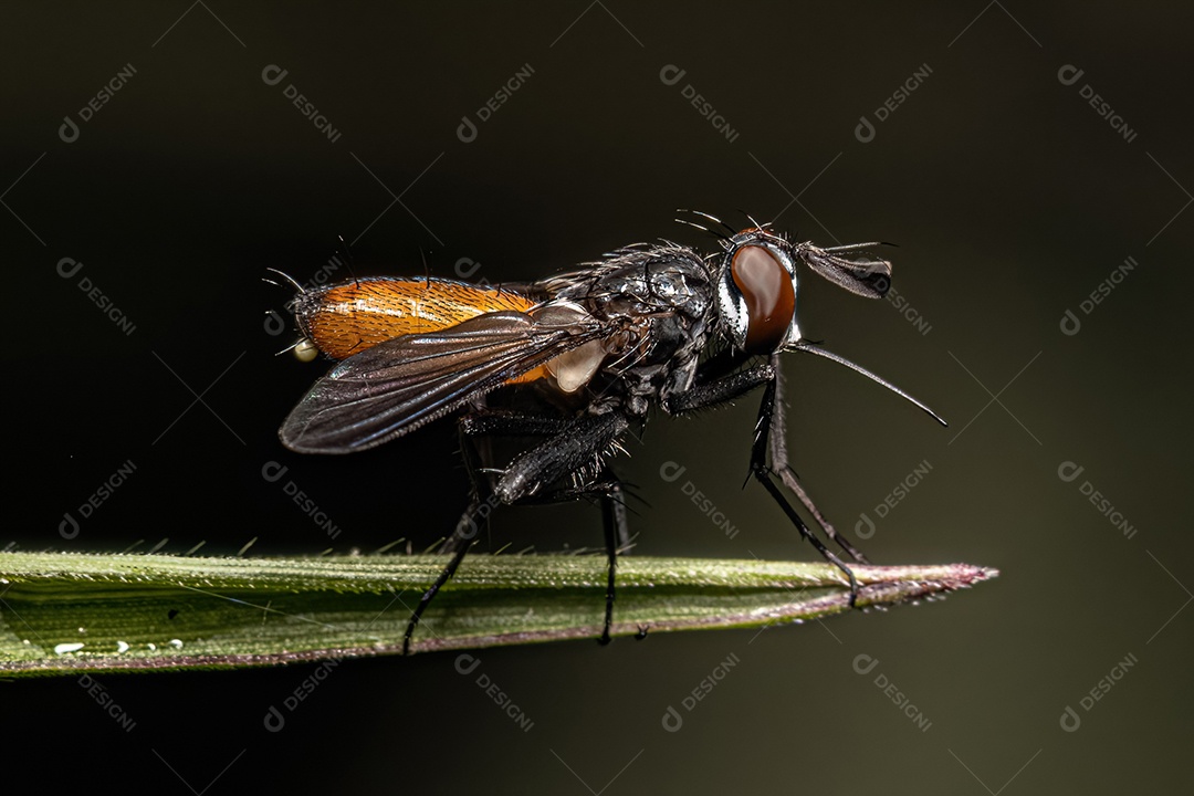 Mosca das cerdas adulta da espécie Beskia aelops