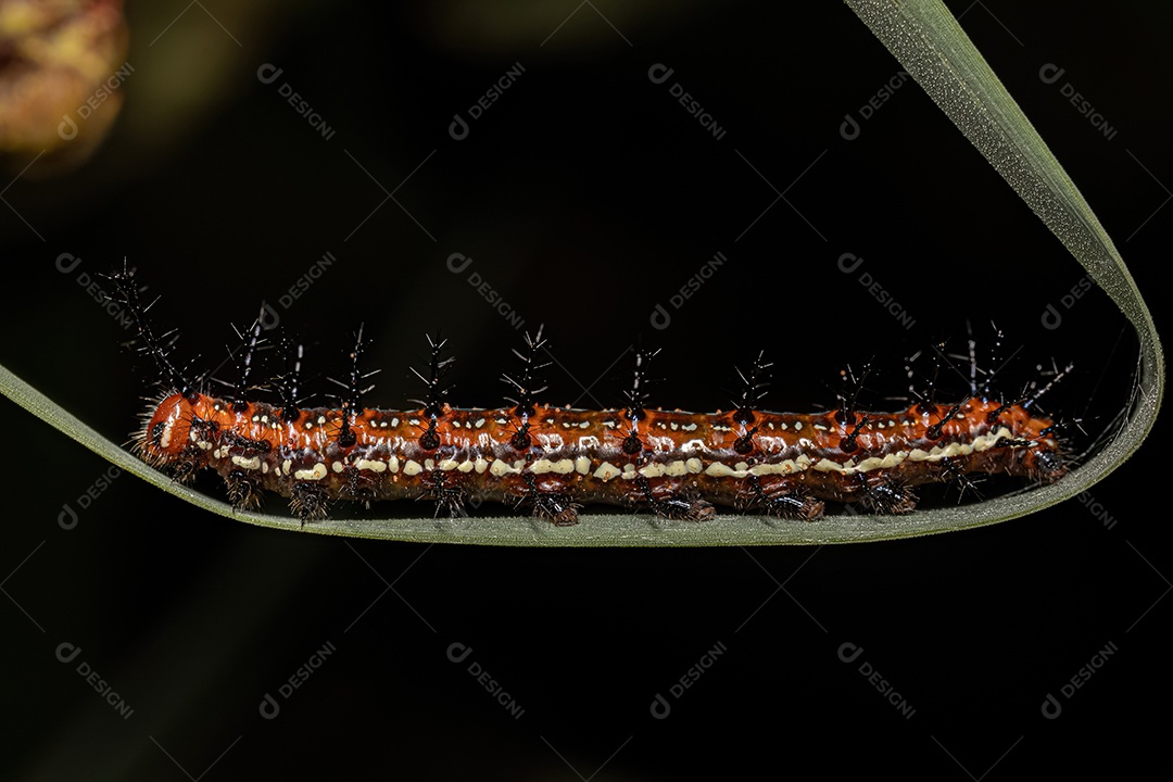 Lagarta da borboleta Fritillary Mexicana da espécie Euptoieta hegesia