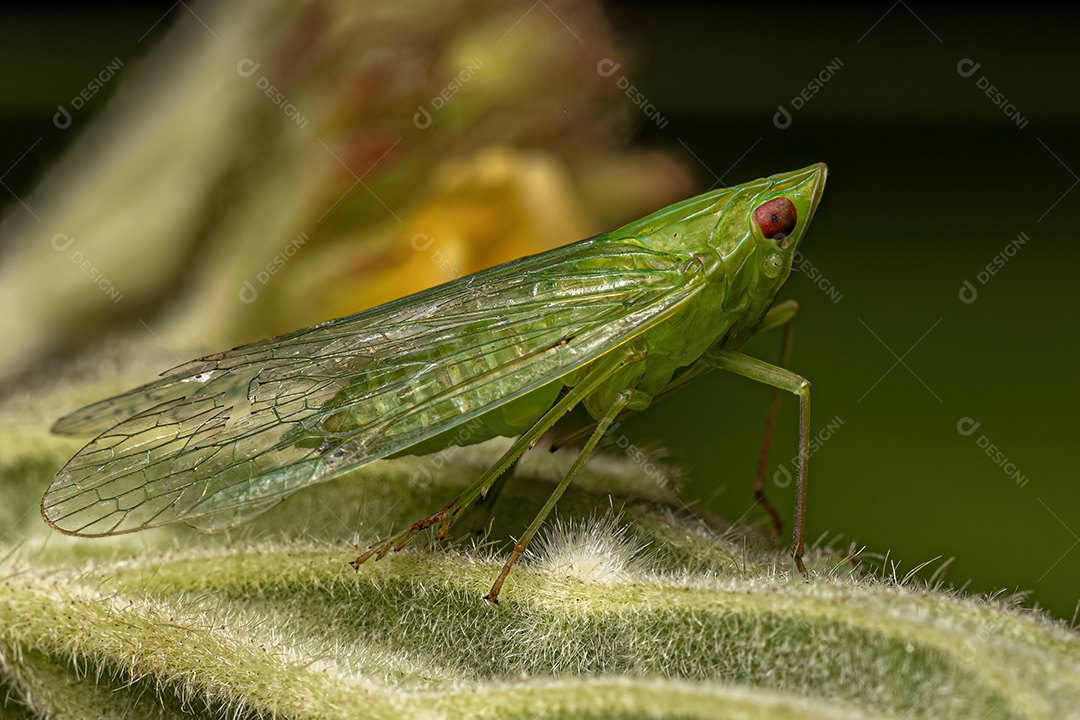 Fêmea adulta Lesser Meadow Katydid do gênero Conocephalus