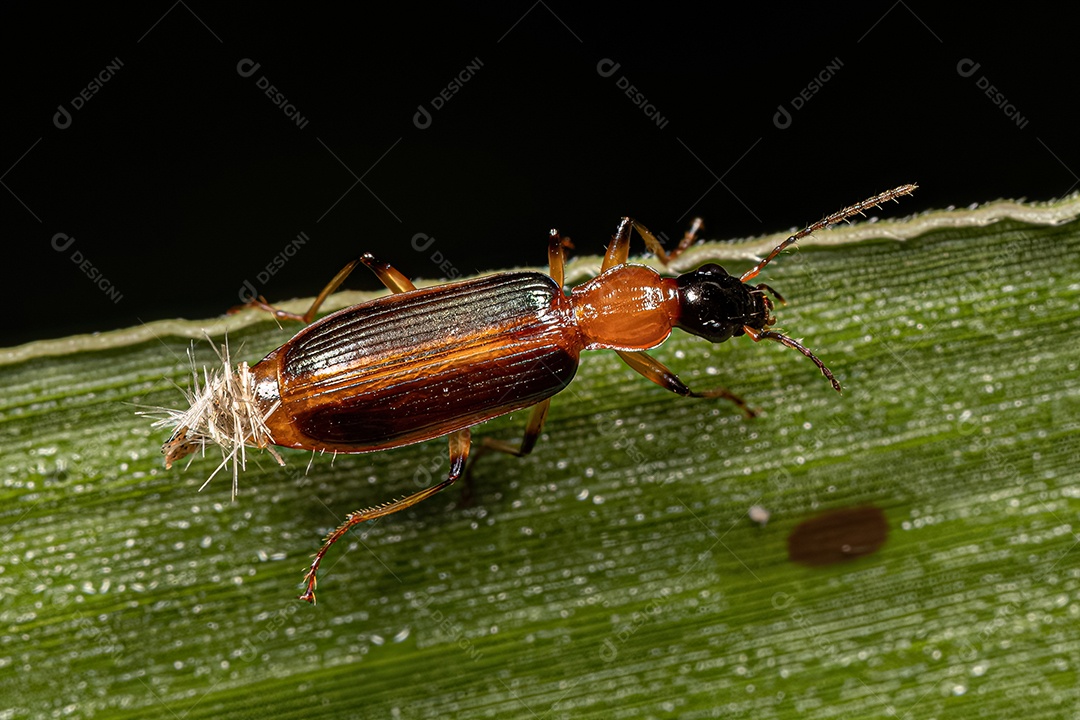 Besouro terrestre adulto da subfamília Lebiinae