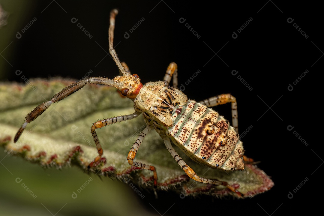 Ninfa do inseto com pés de folha da espécie Hypselonotus fulvus