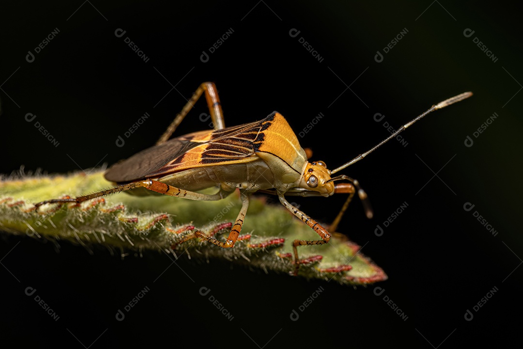 Inseto adulto da espécie Hypselonotus fulvus