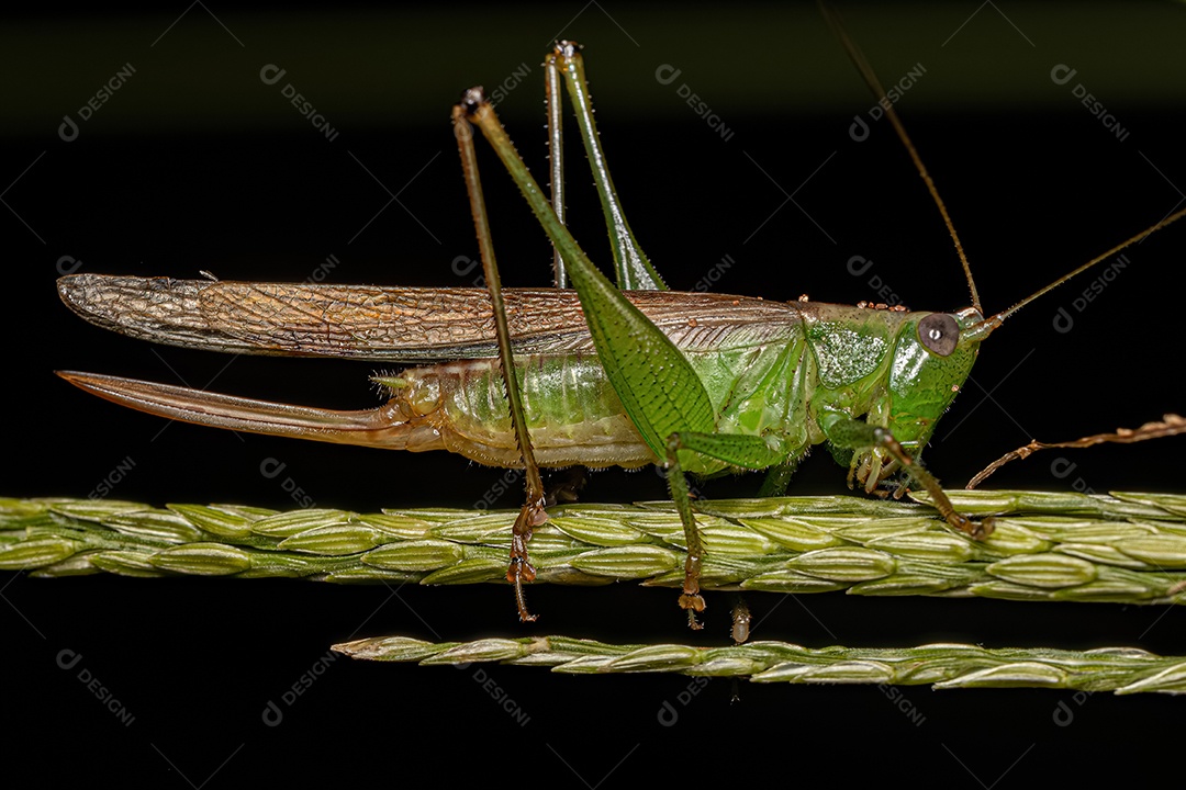 Fêmea adulta Lesser Meadow Katydid do gênero Conocephalus