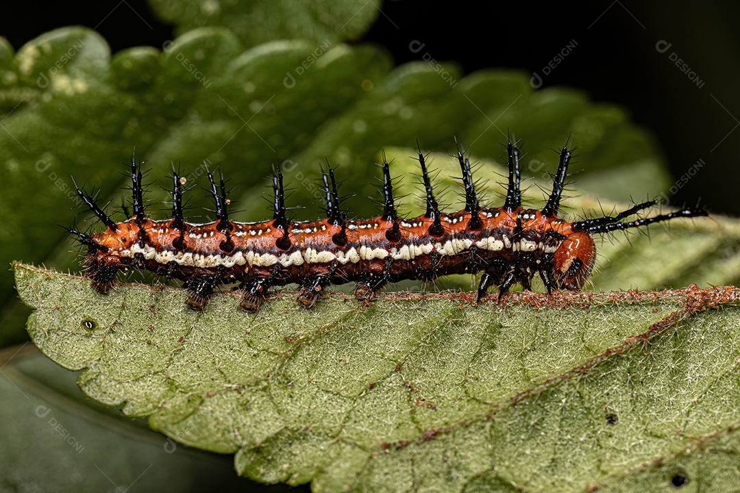 Lagarta da borboleta Fritillary Mexicana da espécie Euptoieta hegesia