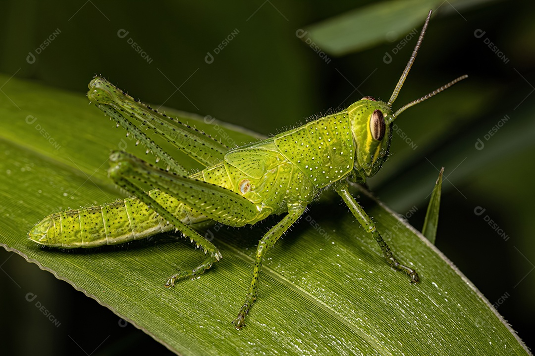 Pássaro Gafanhoto Ninfa da espécie Schistocerca pallens