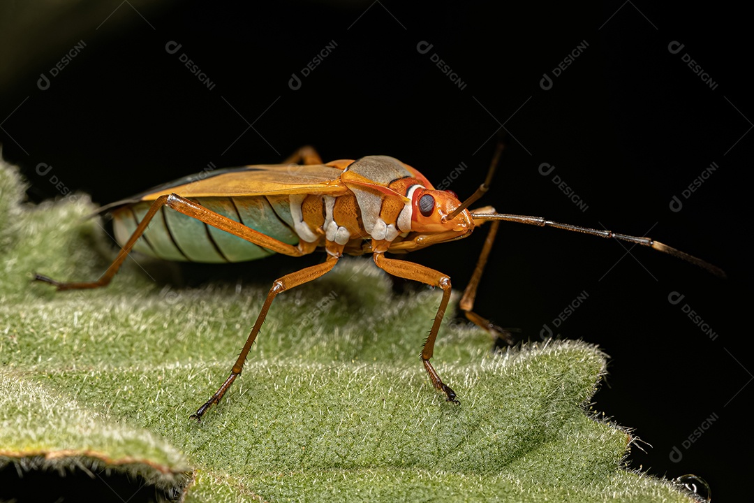 Inseto Manchador de Algodão Adulto do Gênero Dysdercus