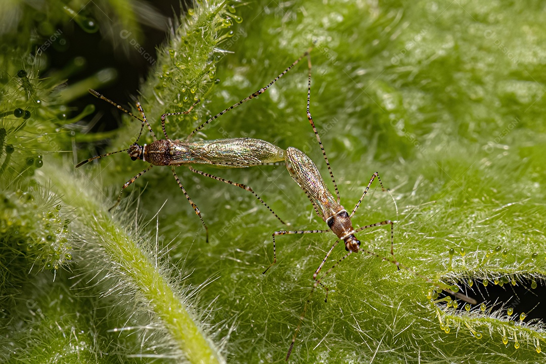 Pernilongos adultos do gênero Phaconotus acasalamento