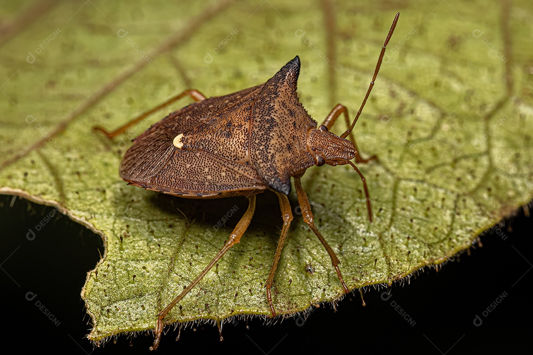 Percevejo adulto da espécie Euschistus heros