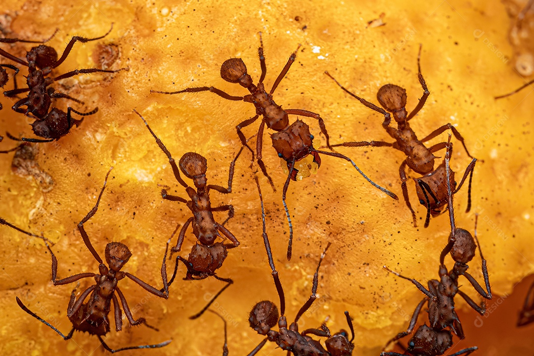 Formiga cortadeira Acromyrmex adulta do gênero Acromyrmex comendo uma fruta