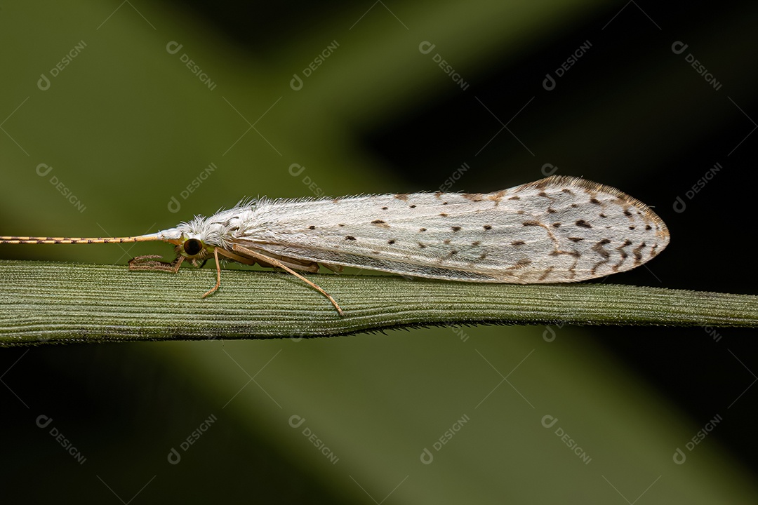 Inseto Caddisfly adulto do gênero Nectopsyche