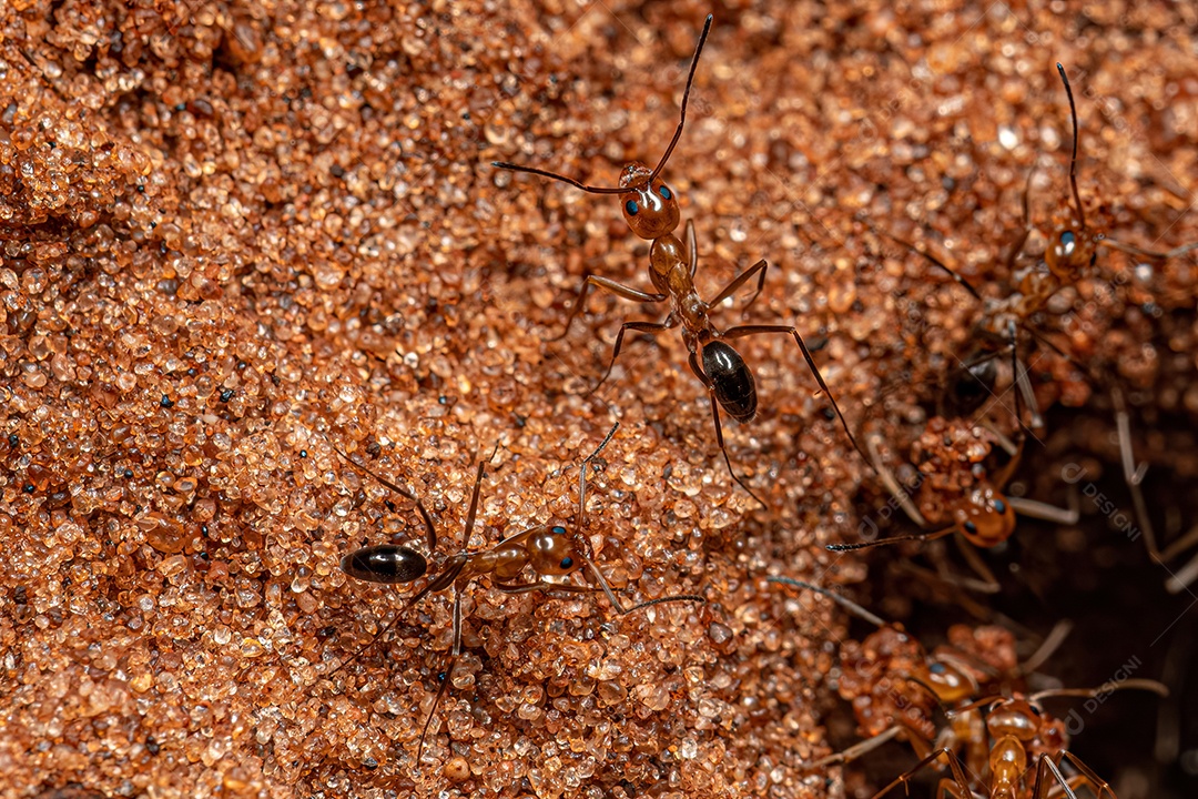 Formigas piramidais adultas do gênero Dorymyrmex