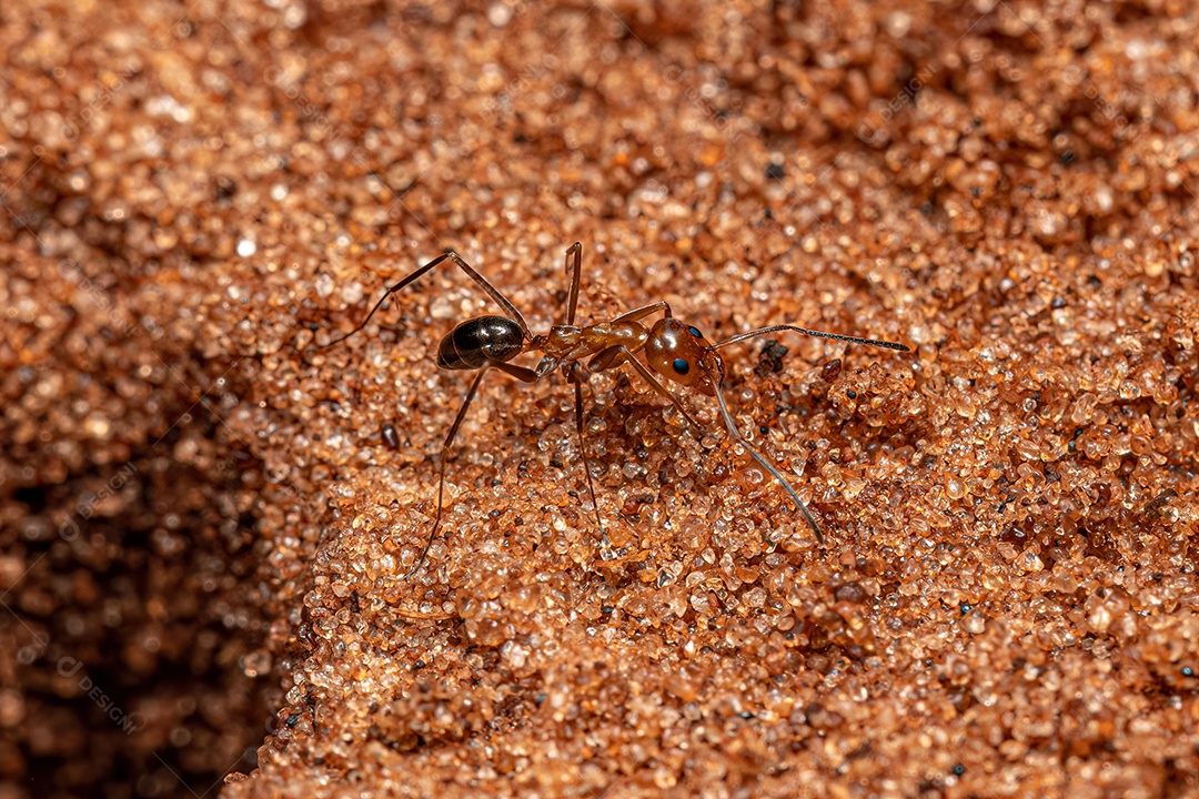Inseto cigarrinha adulto da família Cicadellidae