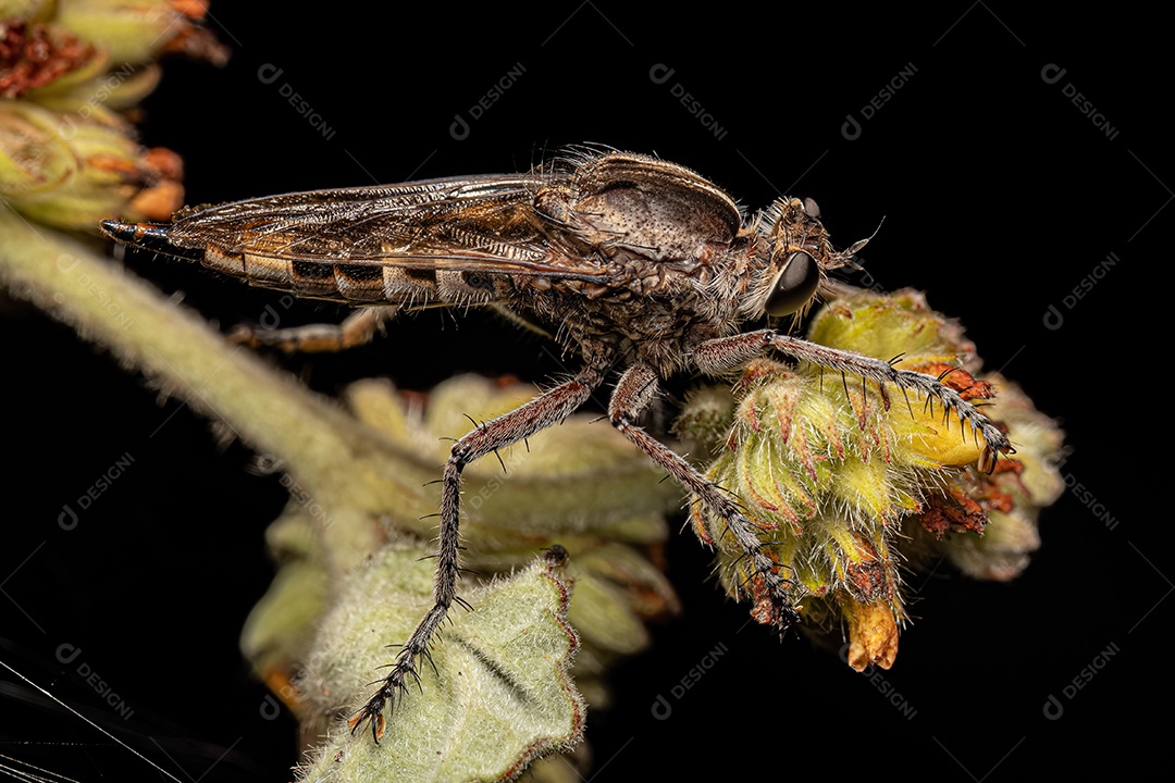 Mosca ladrão fêmea adulta do gênero Triorla