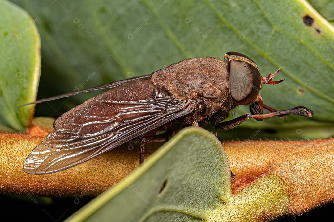 Inseto adulto da mosca-dos-cavalos da subfamília Tabaninae