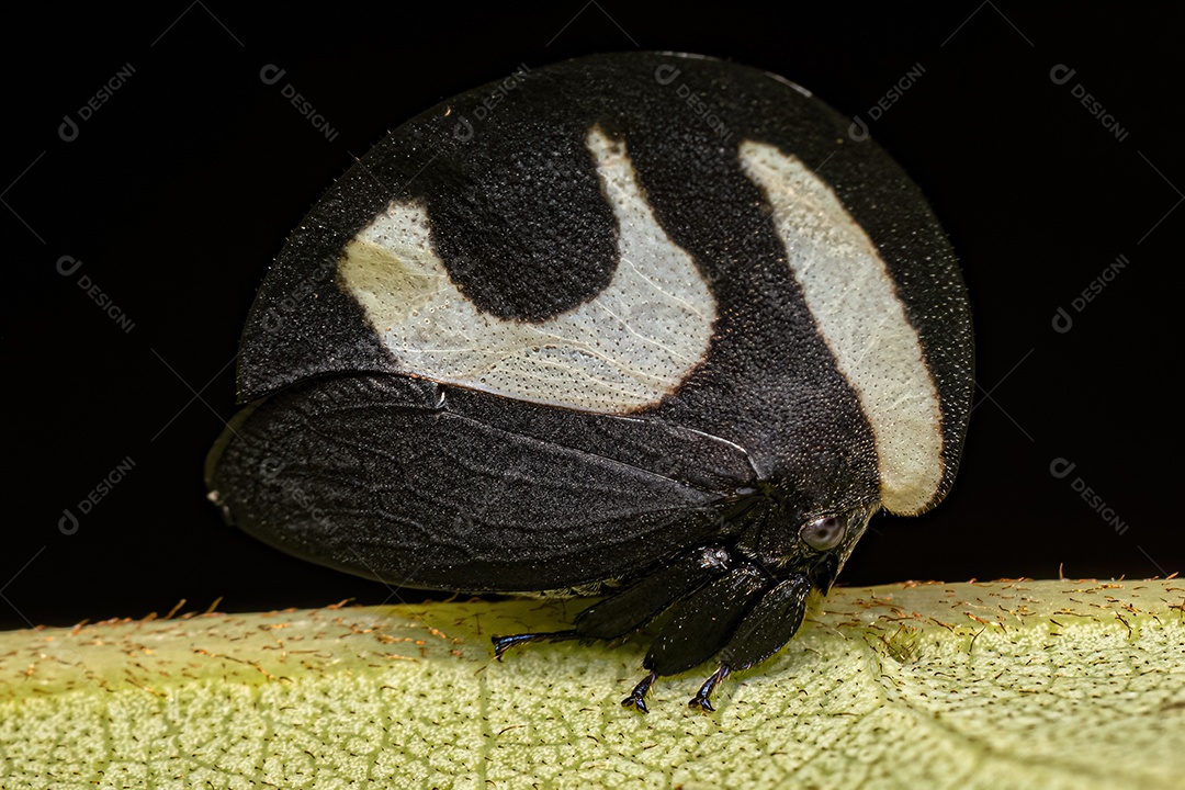 Cigarrinha adulta preta e branca da espécie Membracis foliatafasciata