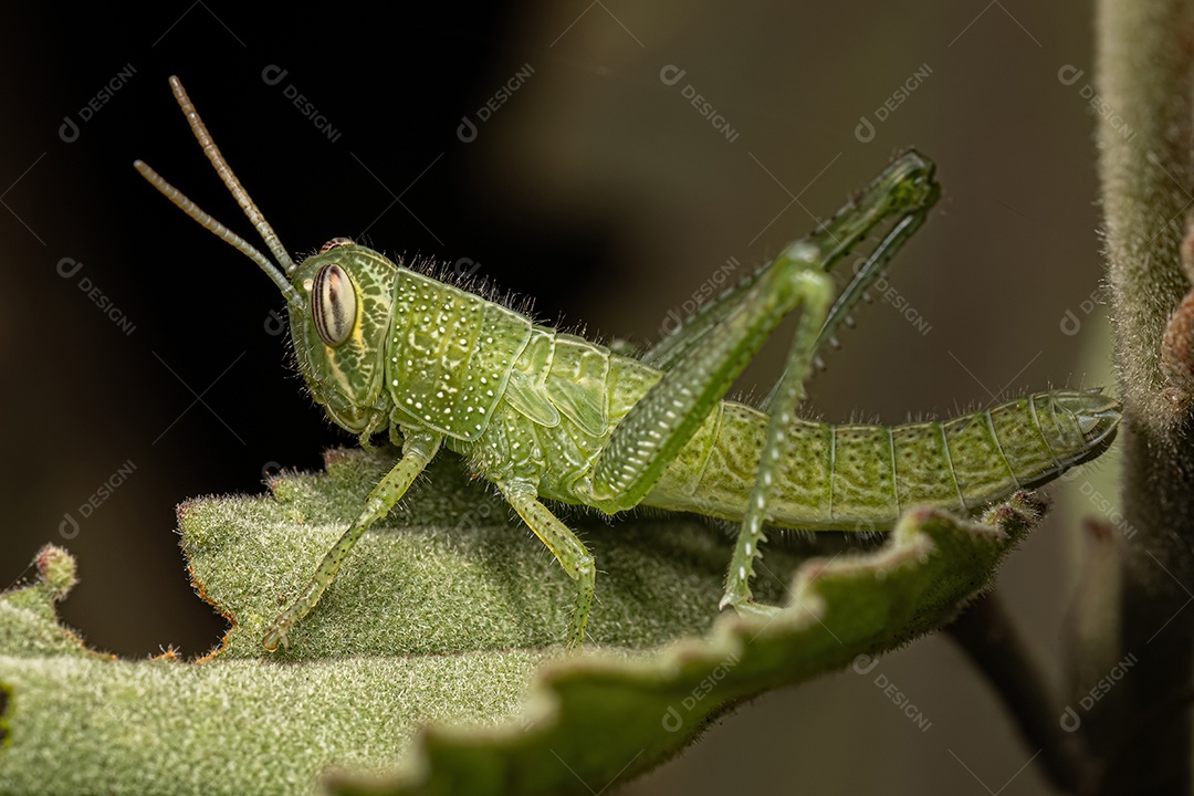 Pássaro Gafanhoto Ninfa da espécie Schistocerca pallens