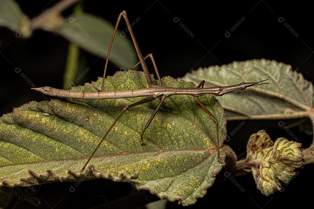 Gafanhoto Neotropical da Família Proscopiidae