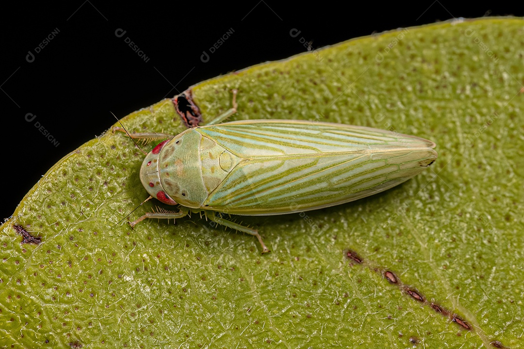 Cigarrinha típica adulta da tribo Gyponini