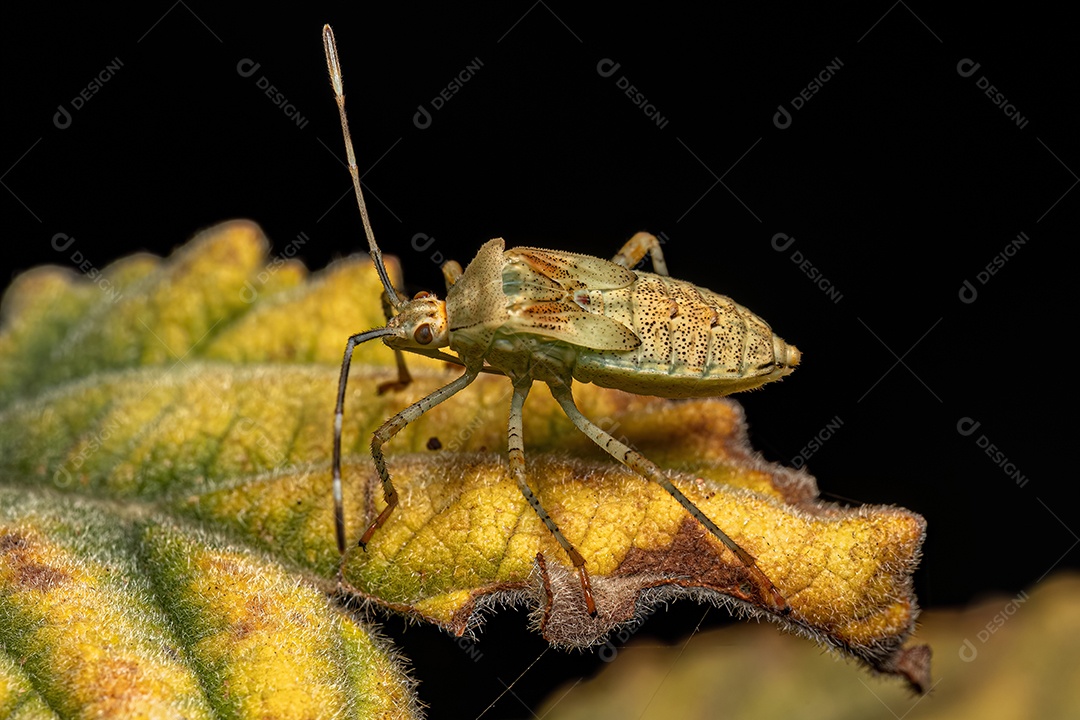 Inseto Manchador de Algodão Adulto do Gênero Dysdercus