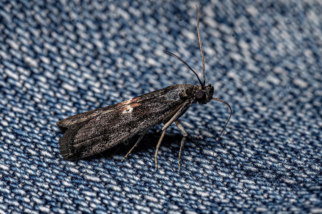 Mariposa de focinho piralídeo adulta da família Pyralidae