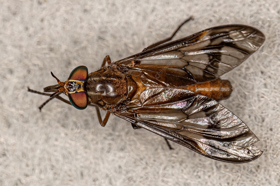 Mosca-dos-cavalos adulta da família Tabanidae