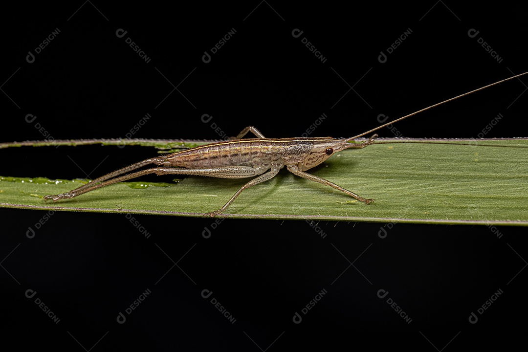 Gafanhoto Neotropical da Família Proscopiidae