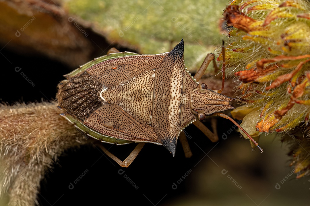 percevejo verde adulto da espécie Diceraeus melacanthus
