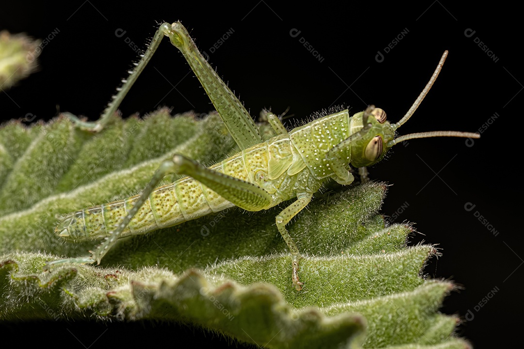 Pássaro Gafanhoto Ninfa da espécie Schistocerca pallens