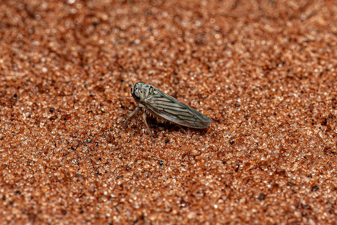 Inseto cigarrinha adulto da família Cicadellidae