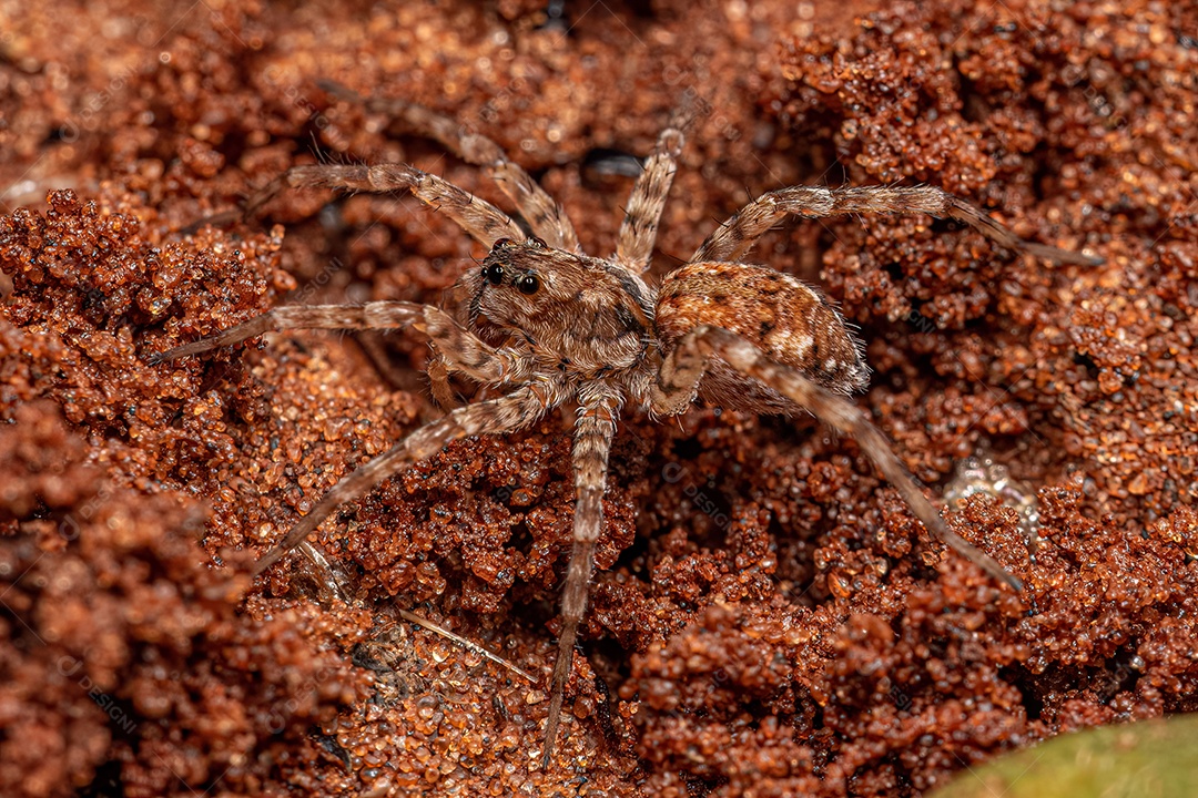 Pequena aranha-lobo da família Lycosidae