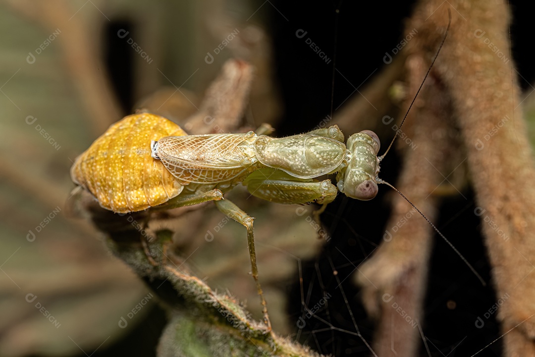 Fêmea adulta Acontistid Mantis do gênero Metaphotina