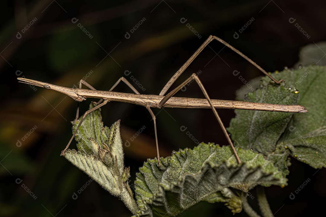 Gafanhoto Neotropical da Família Proscopiidae