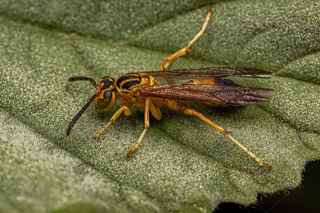 Inseto sobre folha verde floresta