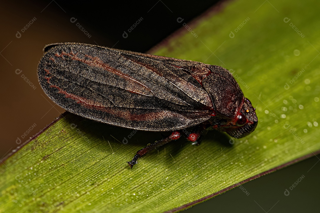 Inseto sobre folha verde floresta