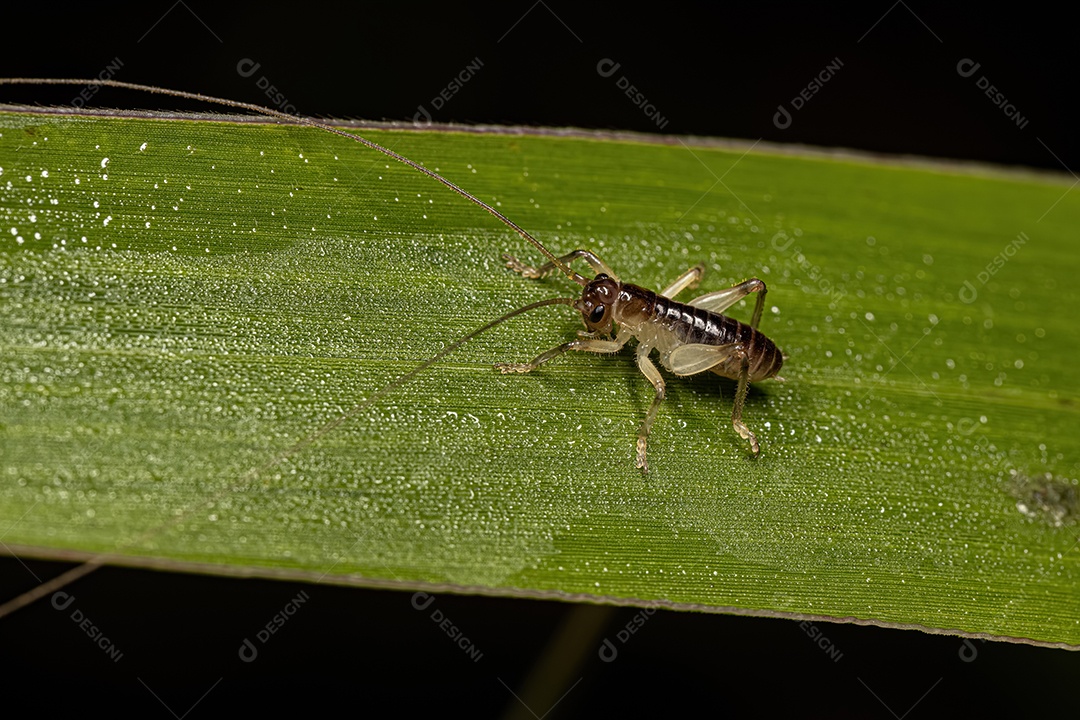Inseto sobre folha verde floresta