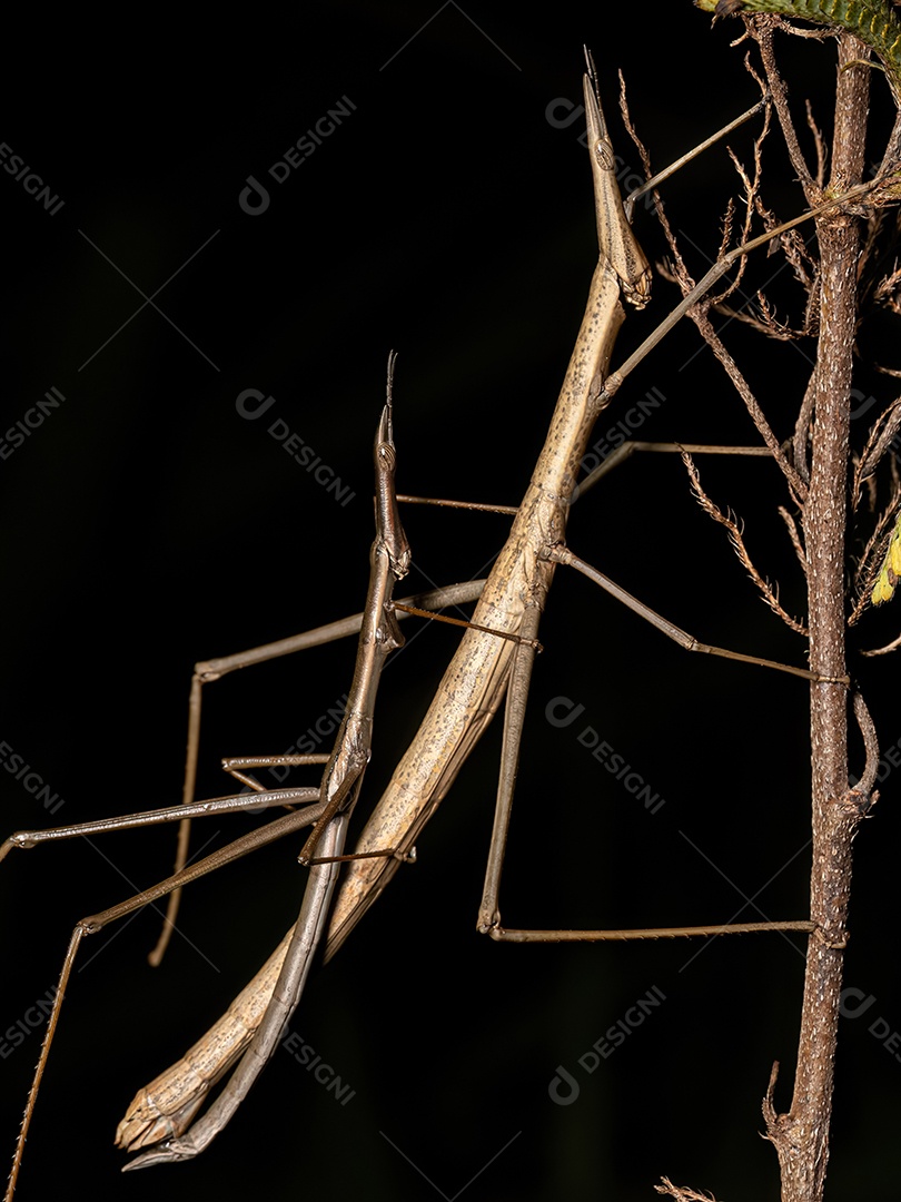 Inseto sobre folhas verde floresta