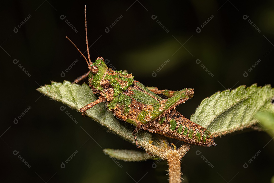 Inseto sobre folhas verde floresta