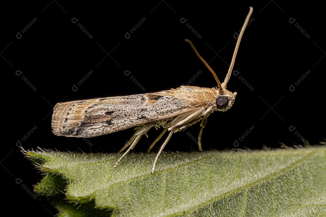 Inseto sobre folhas verde floresta