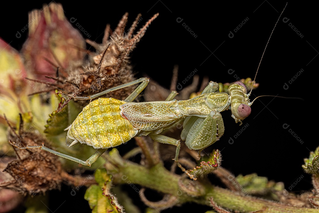 Inseto sobre folhas verde floresta