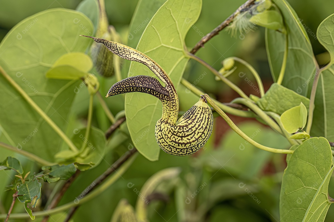 Inseto sobre folhas verde floresta