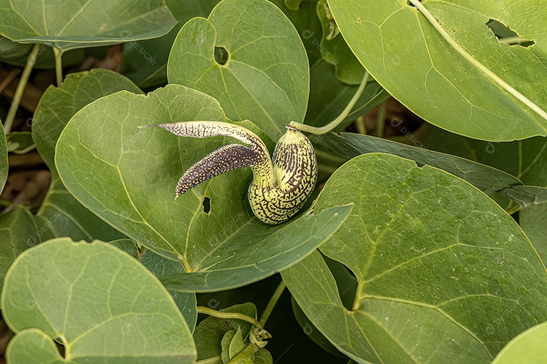 Inseto sobre folhas verde floresta