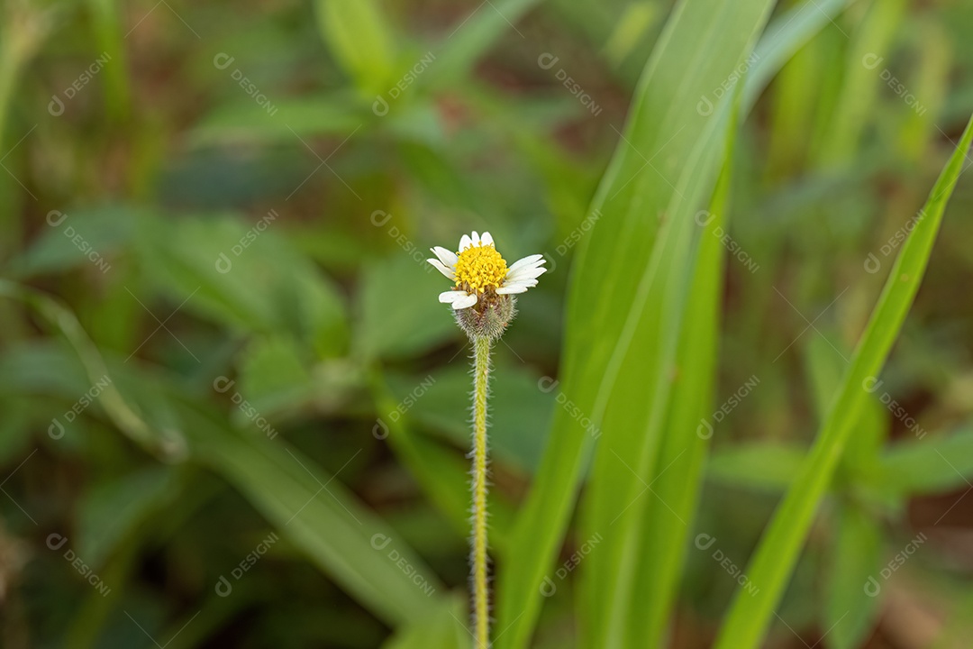 Linda flor sobre floresta fundo desfocado